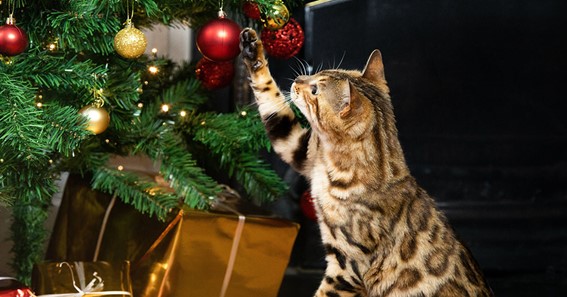 How to keep a cat away from a Christmas tree? Here are 6 tips that work every time