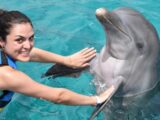 Swimming With Dolphins in Cancun - The Best Place for Vacations