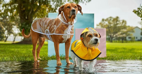 Walking a Dog in The Rain: Making it Fun and Safe