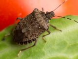 What Attracts Bugs To Your House?