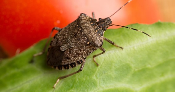 What Attracts Bugs To Your House?