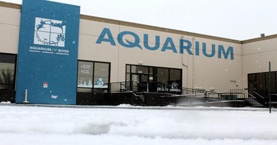 Check Out The Aquarium Of Boise 