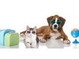 A Full Guide to Successful Pet Transportation